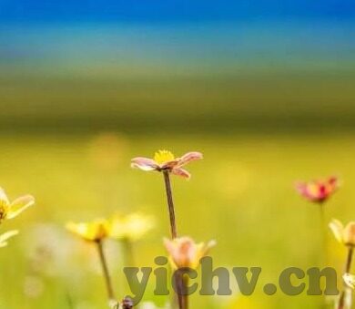 秋霞网络伦理韩剧-秋霞网络伦理视角下的韩剧文化探析